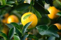 What are the health benefits of lemons?